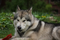 Весна на даче 2012