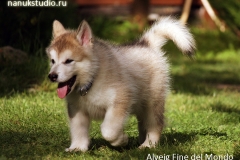 Финик на даче - 2-3 месяца