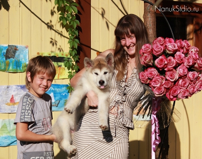 Аляскинский маламут Финик на даче - 2-3 месяца