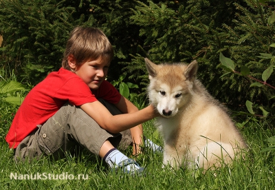 Аляскинский маламут Финик на даче - 2-3 месяца