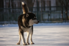 Аляскинский маламут Нанук на льду - 2009 