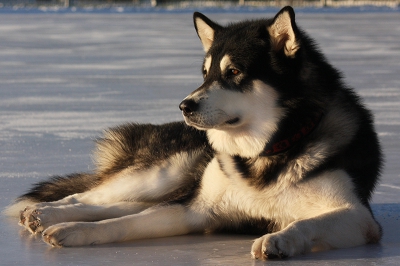 Аляскинский маламут Нанук на льду - 2009