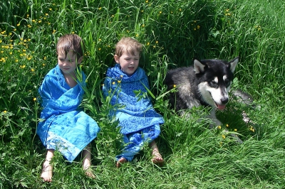 Алясинский маламут Nanuk - лето 2007