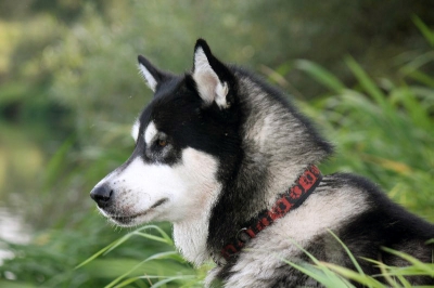 Аляскинский маламут Nanuk - лето 2009