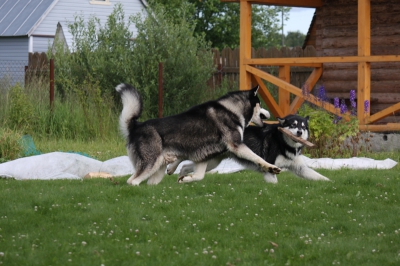 Аляскинский маламут Nanuk - лето 2009