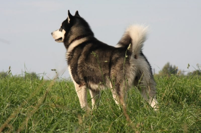 Аляскинский маламут Nanuk - лето 2009