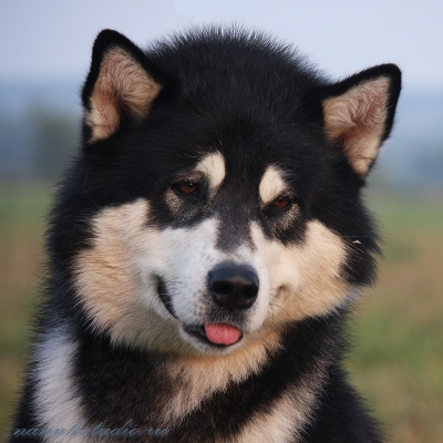 Аляскинский маламут Nanuk - лето 2010