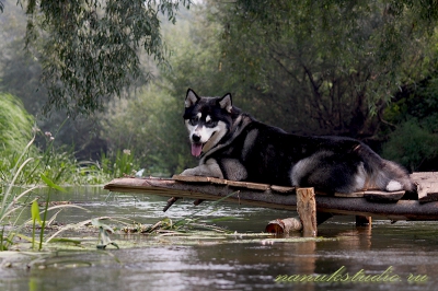 Аляскинский маламут Nanuk - лето 2010