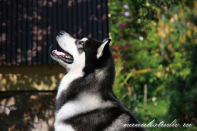 Аляскинский маламут Nanuk - лето 2010