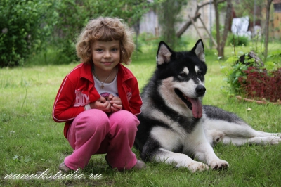 Аляскинский маламут Nanuk - лето 2010