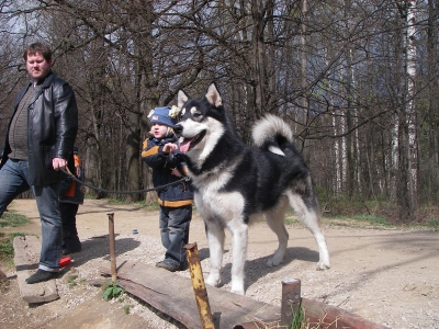 Аляскинский маламут Нанук - весна 2007