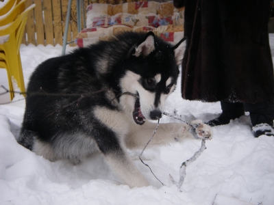 Аляскинский маламут Нанук - зима 2007
