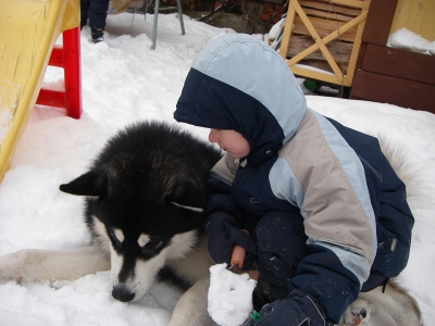 Аляскинский маламут Нанук - зима 2007