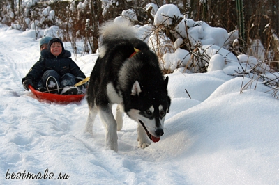 Аляскинский маламут Нанук - зима 2009