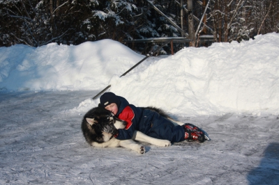 Аляскинский маламут Нанук - зима 2009