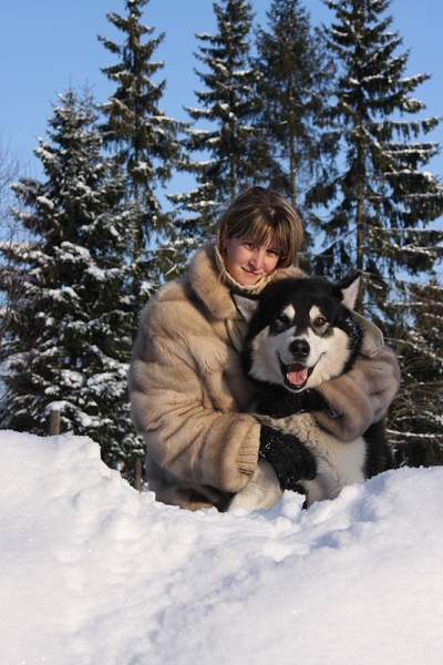 Аляскинский маламут Нанук - зима 2010