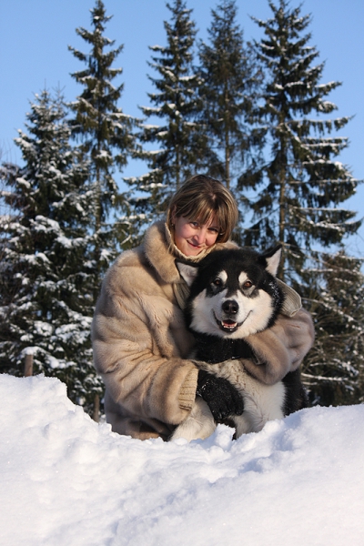 Аляскинский маламут Нанук - зима 2010