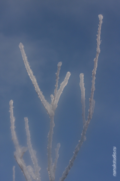 Природа - зимние каникулы 2011