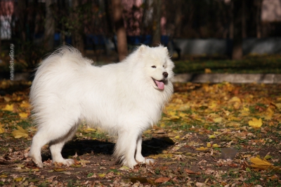 Аляскинские маламуты Нанук и Финик и самоед Отан