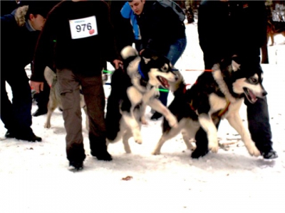 Новогодний Фест в Ромашково-2009