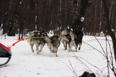 Новогодний Фест в Ромашково-2009