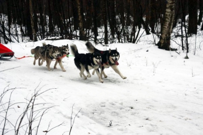 Новогодний Фест в Ромашково-2009