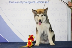 Финик - Best Baby Malamute Russia 2011