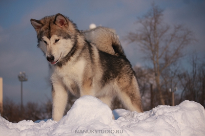 Аляскинские маламуты Нанук и Финик - зима 2012